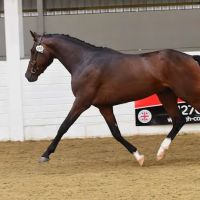Hird and Partners - Sheffield Equine Clinic ico