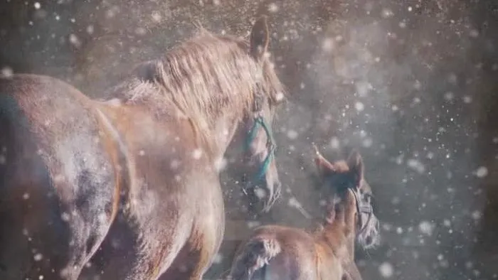Rainbow Equine Hospital Picture 3