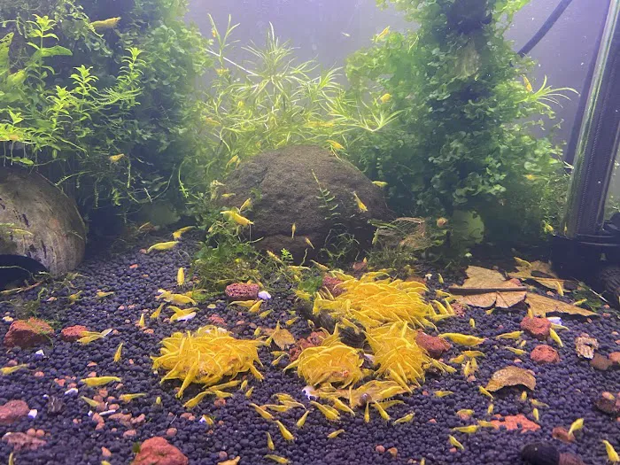 Golden Back Shrimps Picture 3