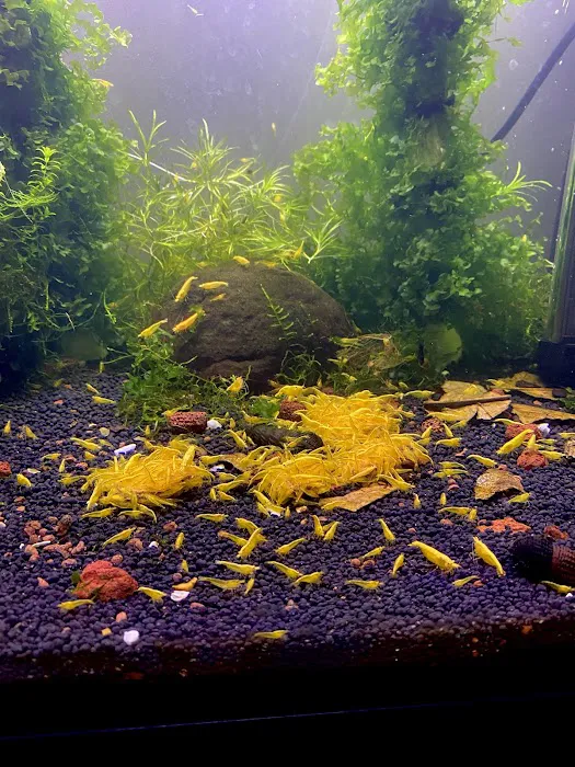 Golden Back Shrimps Picture 1