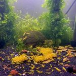 Golden Back Shrimps