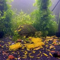 Golden Back Shrimps ico