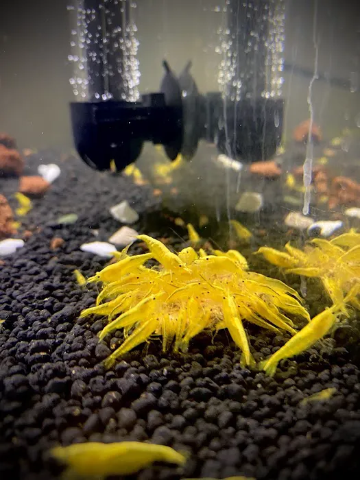 Golden Back Shrimps Picture 2