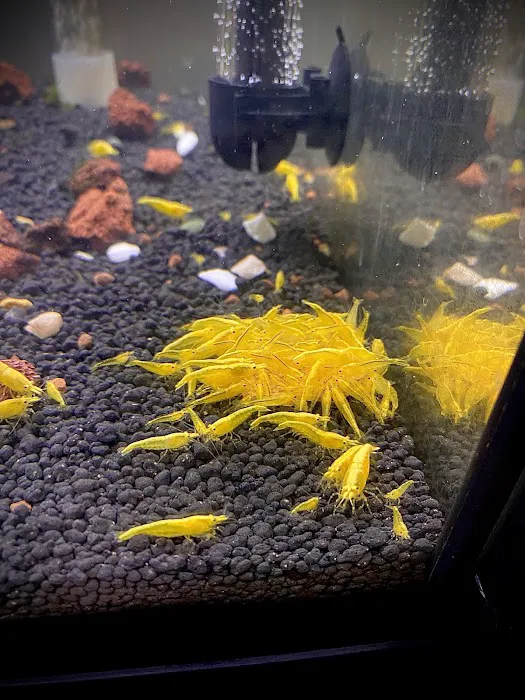 Golden Back Shrimps Picture 4