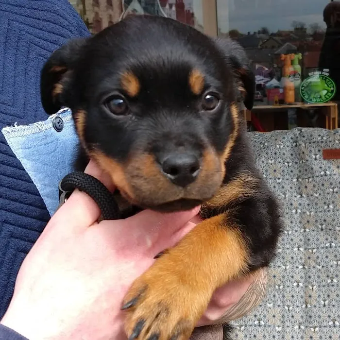 The Pet Store Pickering Ltd Picture 9