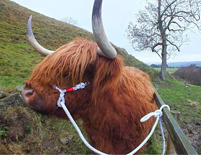 Neil's Halters Picture 1