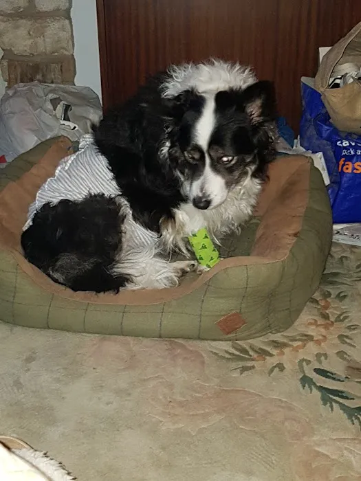 Ryedale Vets Pickering Picture 1