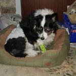 Ryedale Vets Pickering