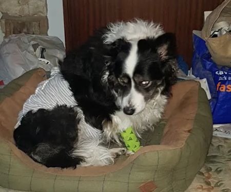 Ryedale Vets Pickering