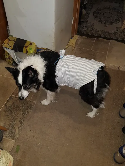 Ryedale Vets Pickering Picture 8