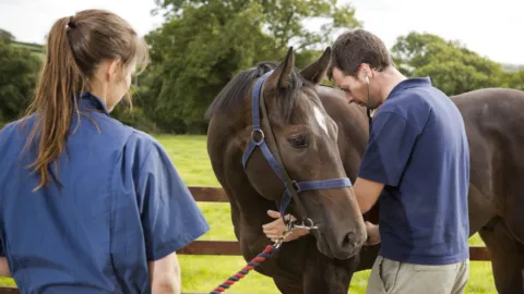 Grace Lane Vets Picture 1