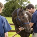 Grace Lane Vets