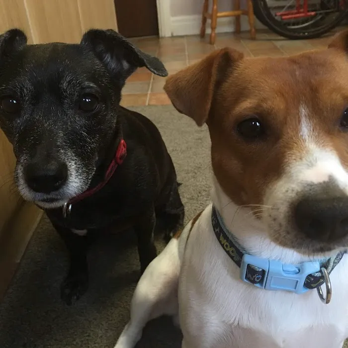 Grace Lane Vets Picture 5