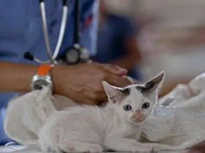 Grace Lane Vets Picture 7