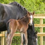Minster Equine Practice, Malton