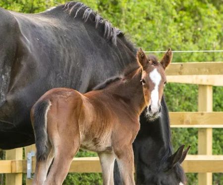Minster Equine Practice, Malton