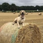 Ryedale Vets - Helmsley