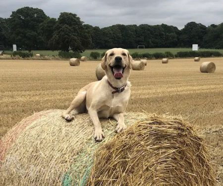 Ryedale Vets - Helmsley