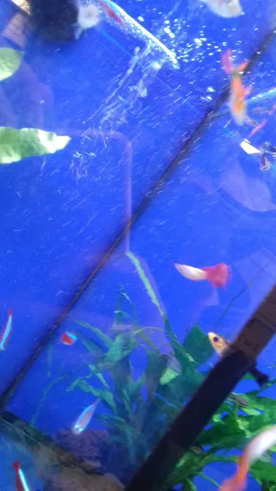 Pets at Home Market Harborough Picture 1