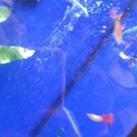 Pets at Home Market Harborough ico