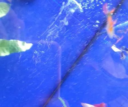 Pets at Home Market Harborough