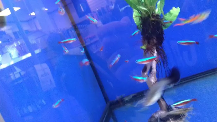 Pets at Home Market Harborough Picture 4