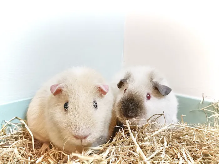 Pets at Home Market Harborough Picture 8