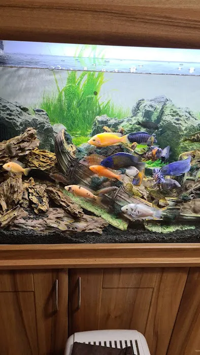 Kettering Aquatics Picture 4