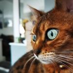 Vets for Pets - Rawtenstall