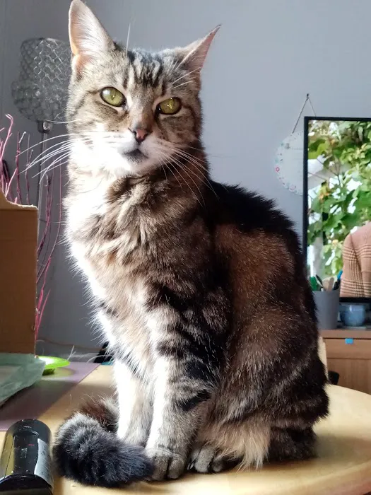 Vets for Pets - Rawtenstall Picture 3