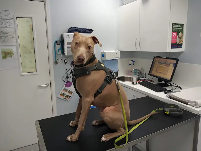 Vets for Pets - Rawtenstall Picture 9