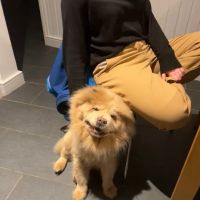 Shuttleworth Veterinary Group ico