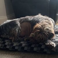 Vets Now Sheffield ico