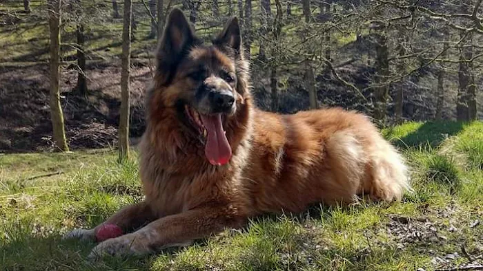 Vets Now Sheffield Picture 6