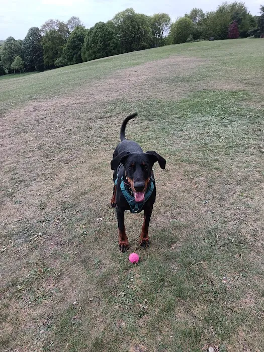 Vets Now Sheffield Picture 9