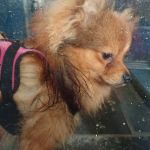 Muppets Canine Therapy