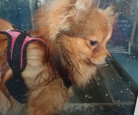 Muppets Canine Therapy