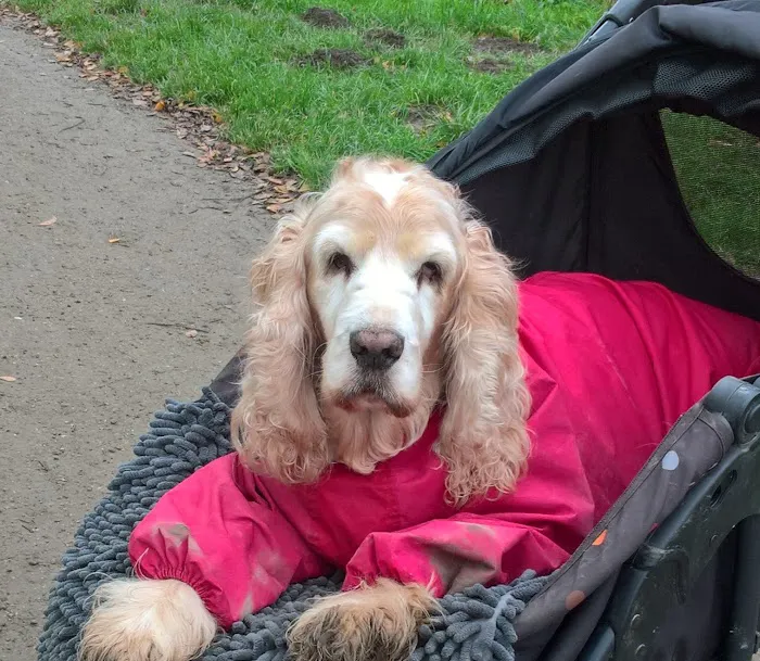 Muppets Canine Therapy Picture 5