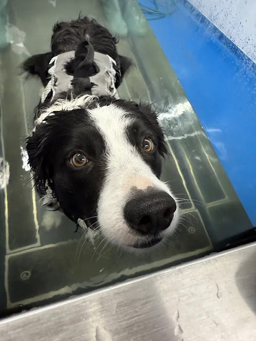 Muppets Canine Therapy Picture 3