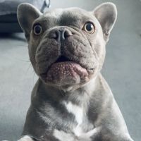 City Mobile Vet ico
