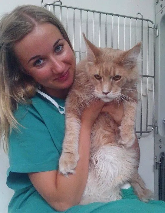 City Mobile Vet Picture 8