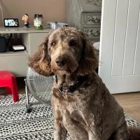 White Cross Vets ico