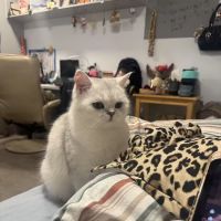 Furry nest cattery ico
