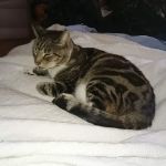Sheffield PDSA Pet Clinic