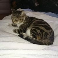 Sheffield PDSA Pet Clinic ico