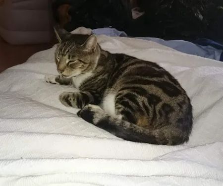 Sheffield PDSA Pet Clinic