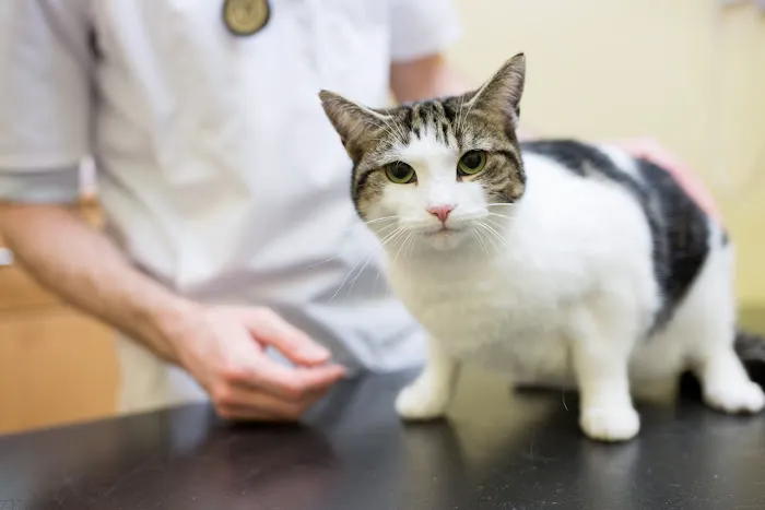 Abbeymoor Veterinary Centres Picture 1