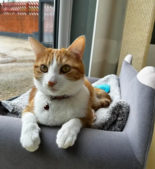 Hillsborough Cat Hotel Picture 4