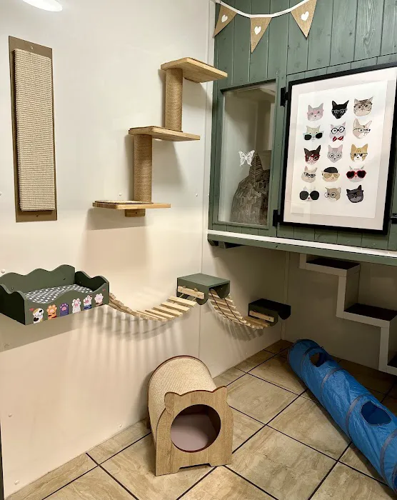 Hillsborough Cat Hotel Picture 6