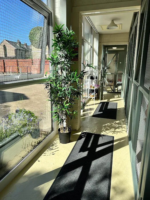 Hillsborough Cat Hotel Picture 5